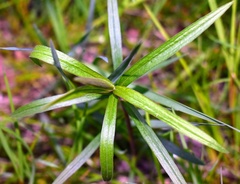 Dulichium arundinaceum