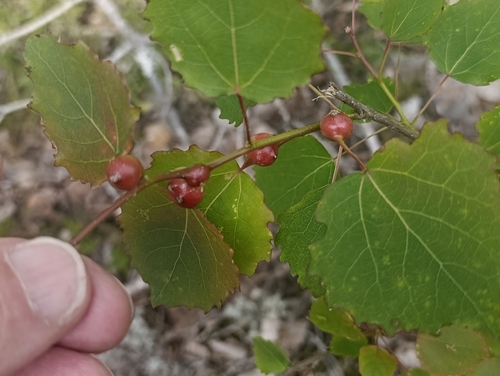 Contarinia petioli