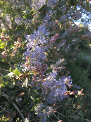 Ceanothus