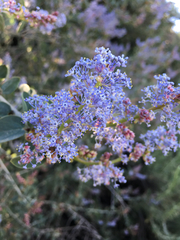 Ceanothus