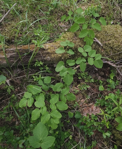 Broad-leaved Sermountain