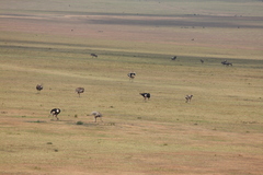 Struthio camelus massaicus