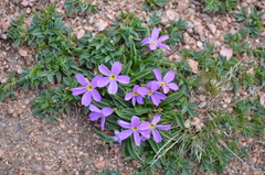 Primula angustifolia
