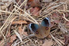 Junonia artaxia