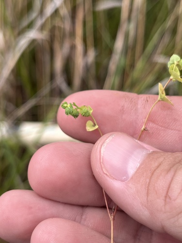 Reticulate-seeded Spurge
