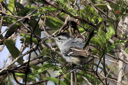 Caatinga Antwren (Radinopsyche sellowi), photo 6