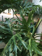 Thaumatophyllum bipinnatifidum