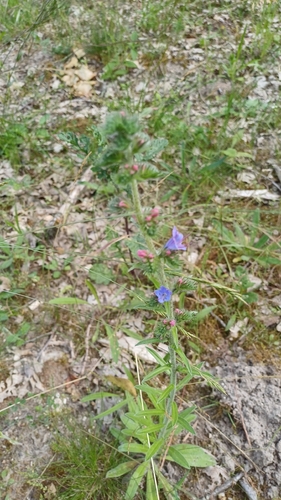 viper's-bugloss