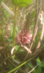 Indigofera dimidiata