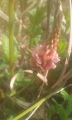 Indigofera dimidiata