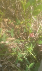 Indigofera dimidiata