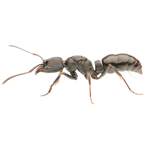 Pachycondyla purpurascensPachycondyla purpurascens