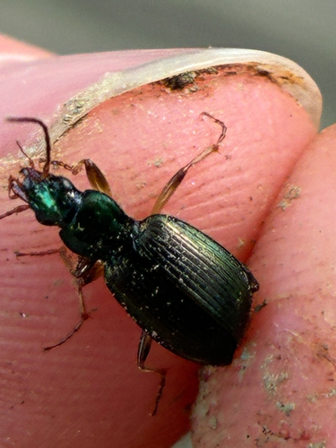 Agonum extensicolle