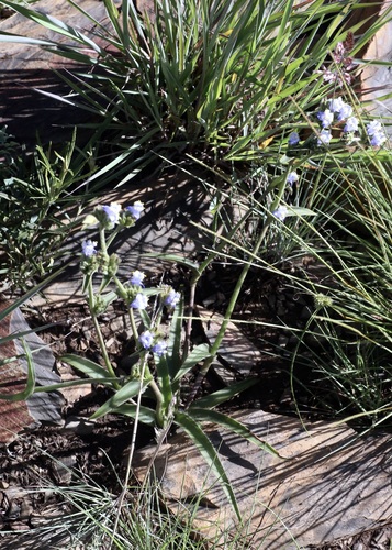 Cyanotis speciosa, photograph 3