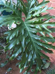 Thaumatophyllum bipinnatifidum