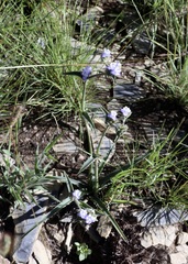 Cyanotis speciosa, photograph (c) Dr. Alexey Yakovlev, some rights reserved (CC BY)