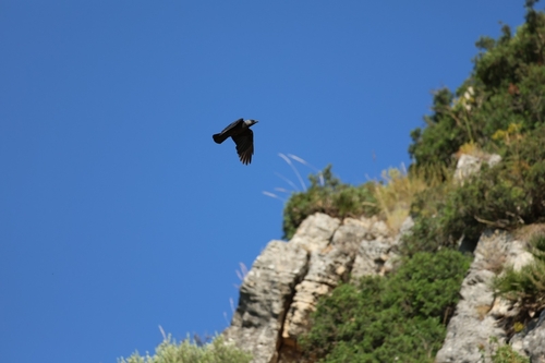 Eurasian Jackdaw