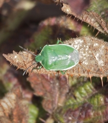Chlorochroa