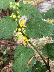Lamium galeobdolon montanum