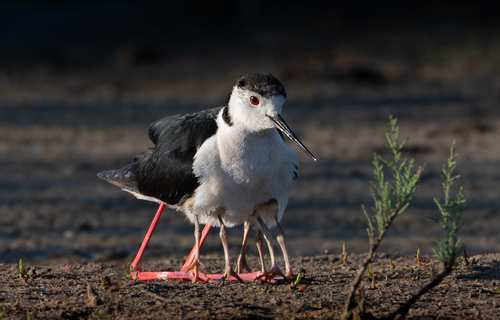 Cigüeñuela común (Himantopus himantopus)