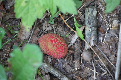 Litchi chinensis observed 2026-06-08