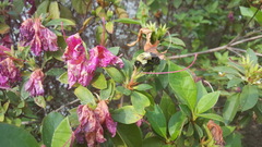 Bombus impatiens image