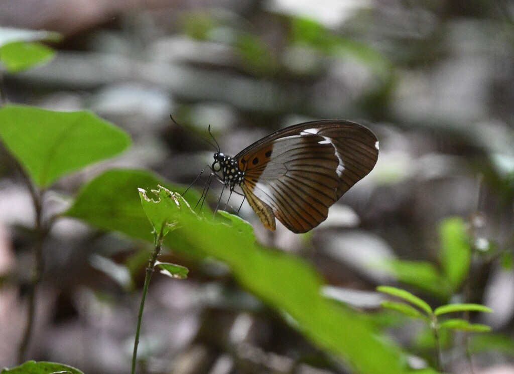 Volta Swallowtail