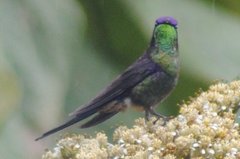 Ramphomicron microrhynchum