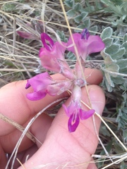 Astragalus utahensis