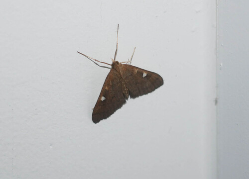 Mnesictena marmarina