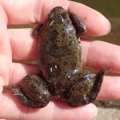 Xenopus muelleri