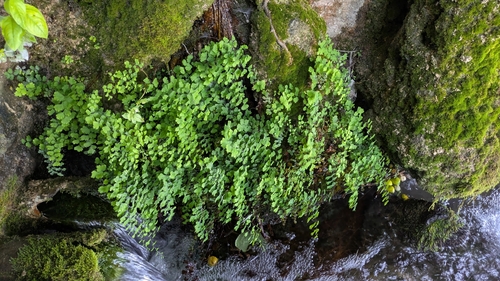 black maidenhair fern