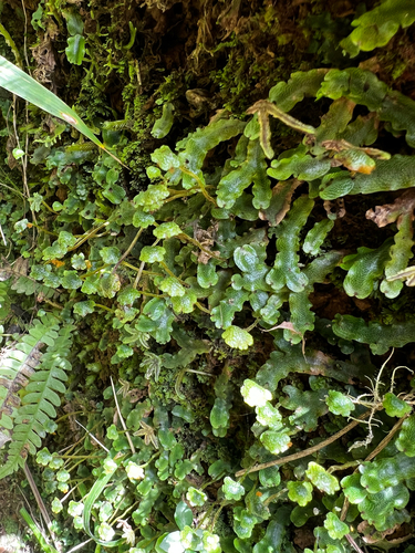 Marchantia chenopoda observed 2026-06-08