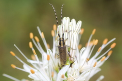Agapanthia asphodeli