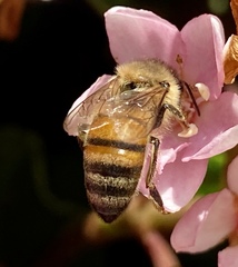 Apis mellifera