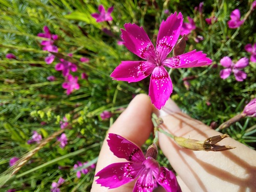 Maiden Pink