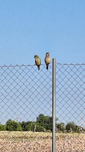 Monk Parakeet