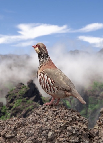 Red-legged Partridge
