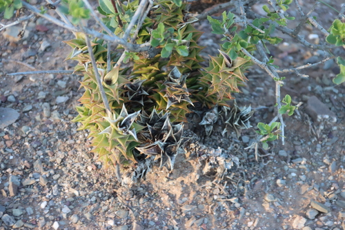 Astroloba foliolosa