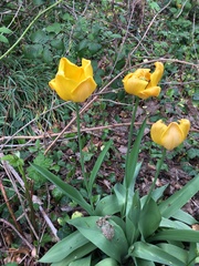 Tulipa gesneriana