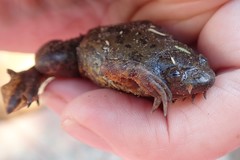 Xenopus muelleri