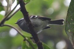 Mecocerculus stictopterus