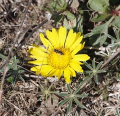 Agoseris apargioides