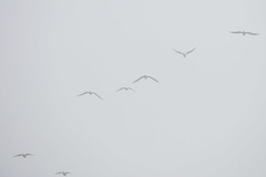 Leucophaeus pipixcan