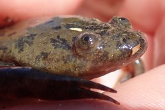 Xenopus muelleri