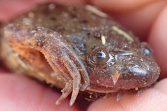 Xenopus muelleri