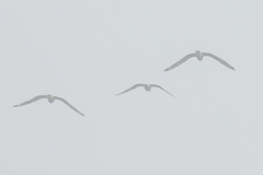 Leucophaeus pipixcan