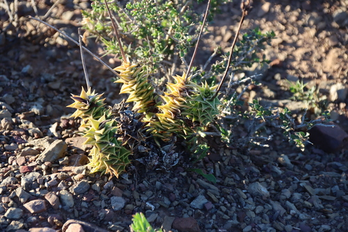 Astroloba foliolosa
