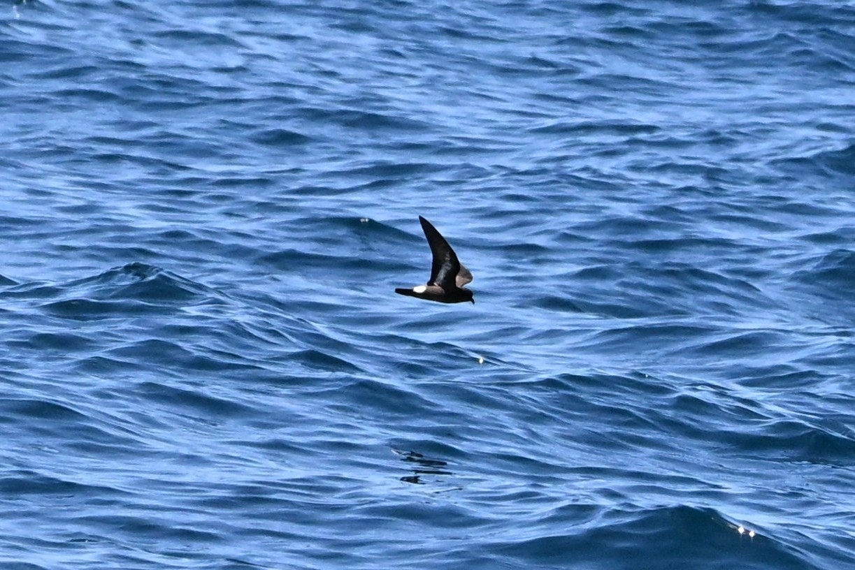 European Storm Petrel (Hydrobates pelagicus), photo 6
