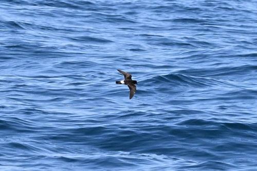 European Storm Petrel (Hydrobates pelagicus), photo 7